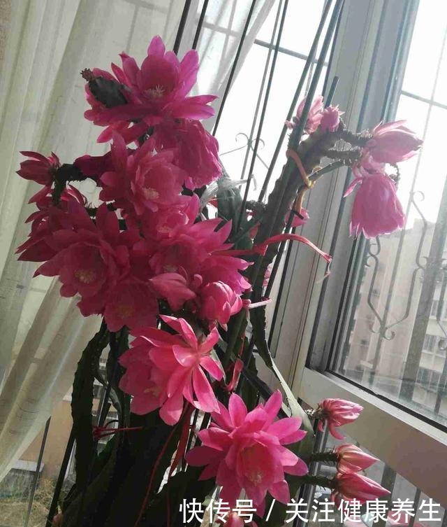 此款盆栽仙人掌,花美似荷花,观赏价值高,室内也能种,值得拥有!