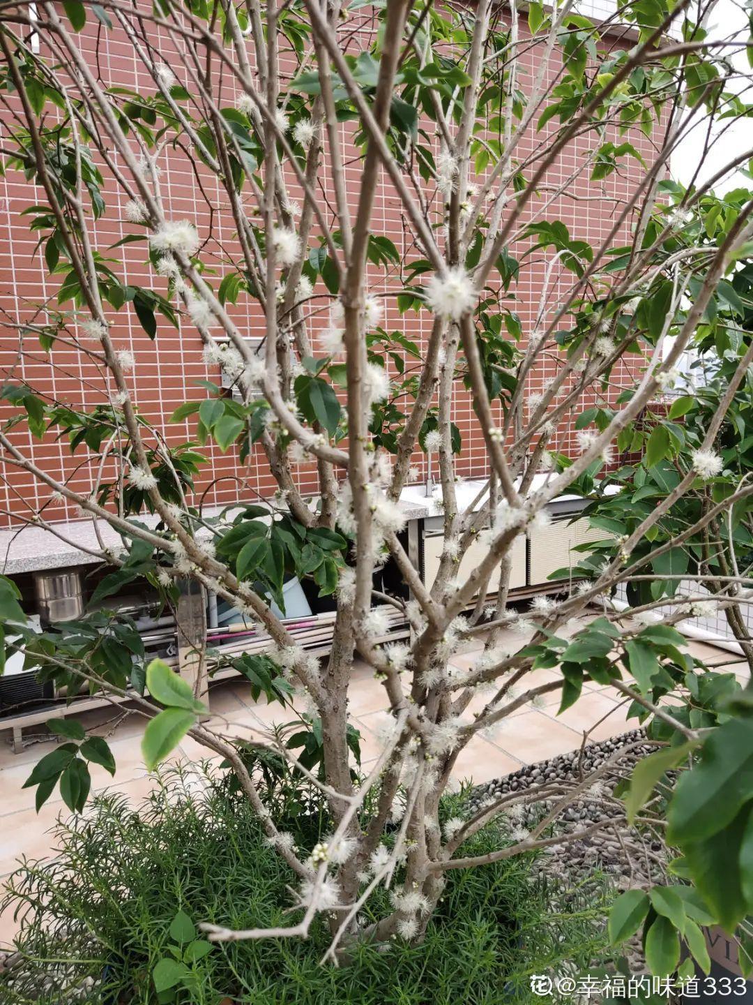 叶子|家里养棵“丑八怪”,霸气镇宅,越养越爱