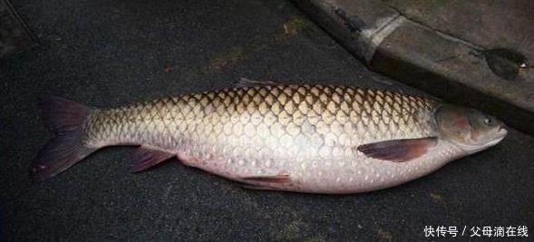 夏季专攻大草饵料配方,偷偷用了几年才拿出来分享