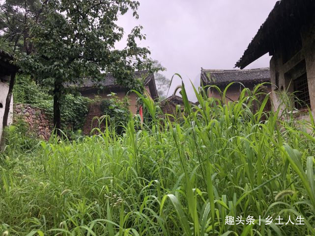 惊蛰将至,老话说寡年无春,惊蛰无雷,遍地