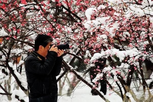 安阳喜降梅花雪