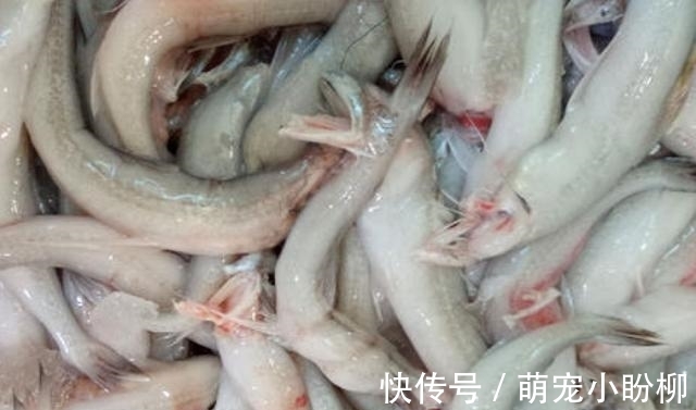 好吃又便宜的4种海鲜鱼，基本“没腥味”，吃着相当过瘾，别错过
