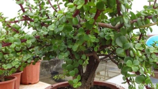 金枝玉叶这么养, 枝繁叶茂, 四季常绿!