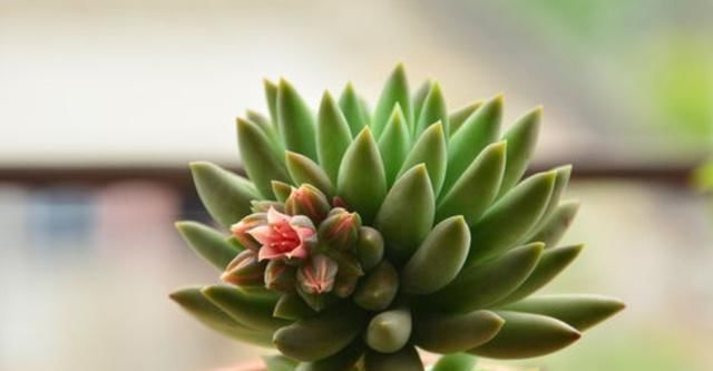 烂根|新手养多肉,教你“几招”,个个长得旺,远离烂根、化水