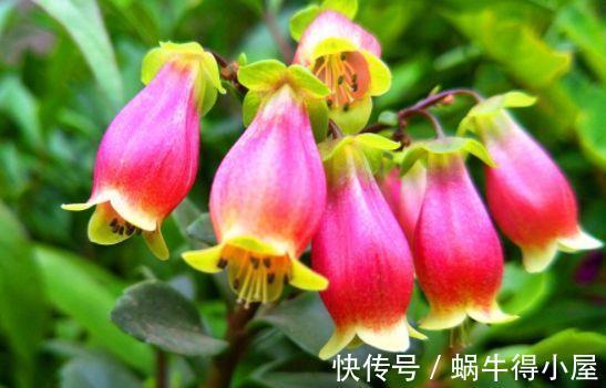 颜值担当|农历7月16号起，最适合养这些花，花色五彩缤纷，高贵典雅