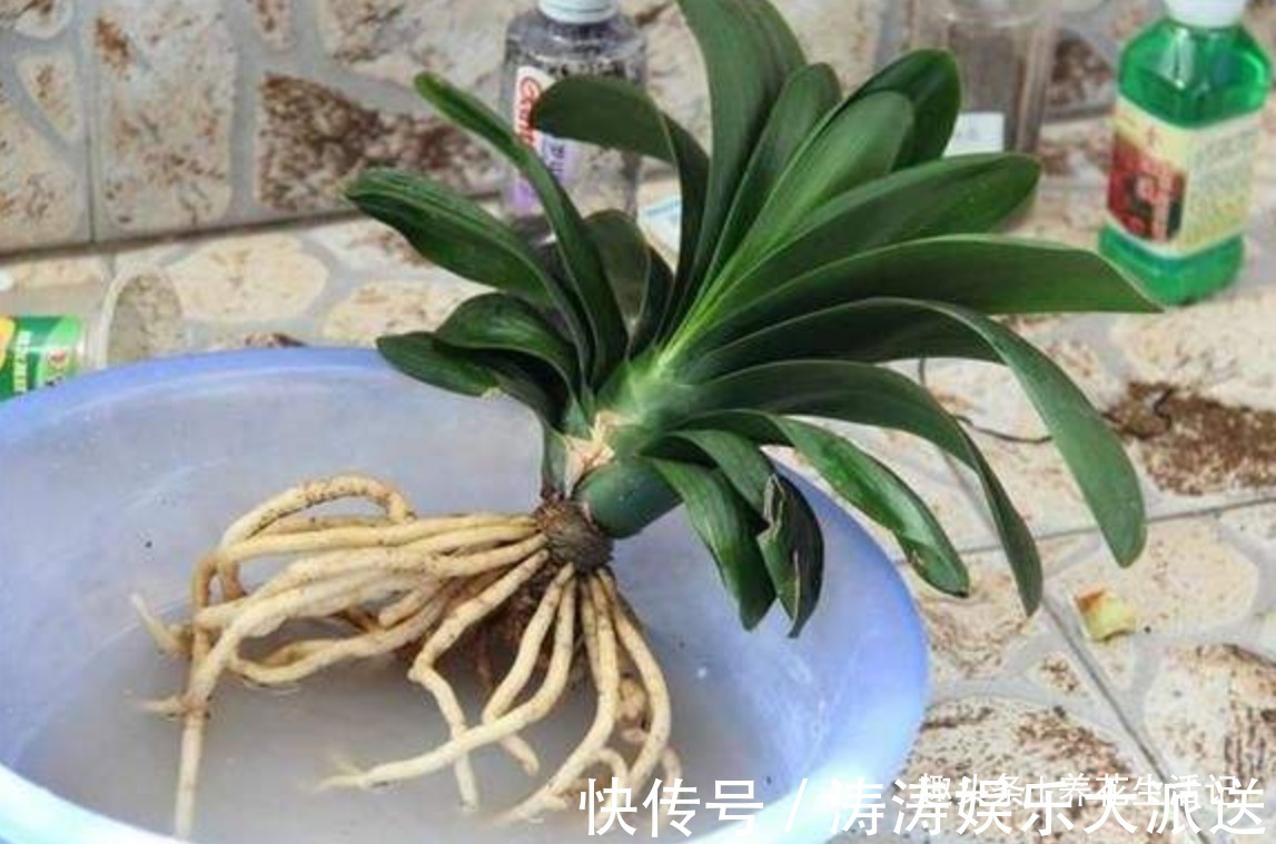 君子兰“烂根多”先别扔,采用这种方法做,30天后根系健壮