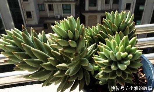 养多肉千佛手,记住4点,一棵长成一大盆,养成垂吊状,漂亮!