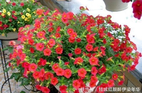 你丢掉的垃圾,我用来养花,一分钱不花,绿萝君子兰长得绿油油!