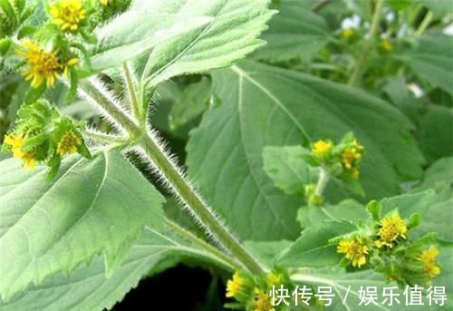 风湿性关节炎|农村长的“粘糊菜”,专治风湿关节炎,多数人都不了解