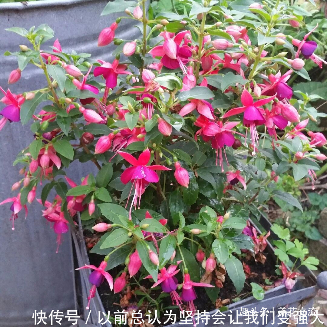 倒挂金钟盆栽买回家过几天就蔫了,花苞不断掉,啥情况呢