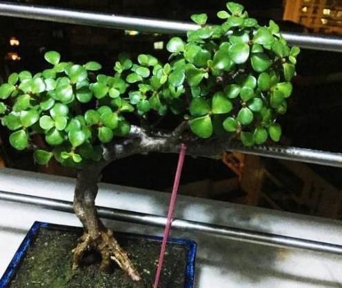 整容手术|嫌“马齿苋树”长得丑,给它做个“整容手术”,半年变“盆景”