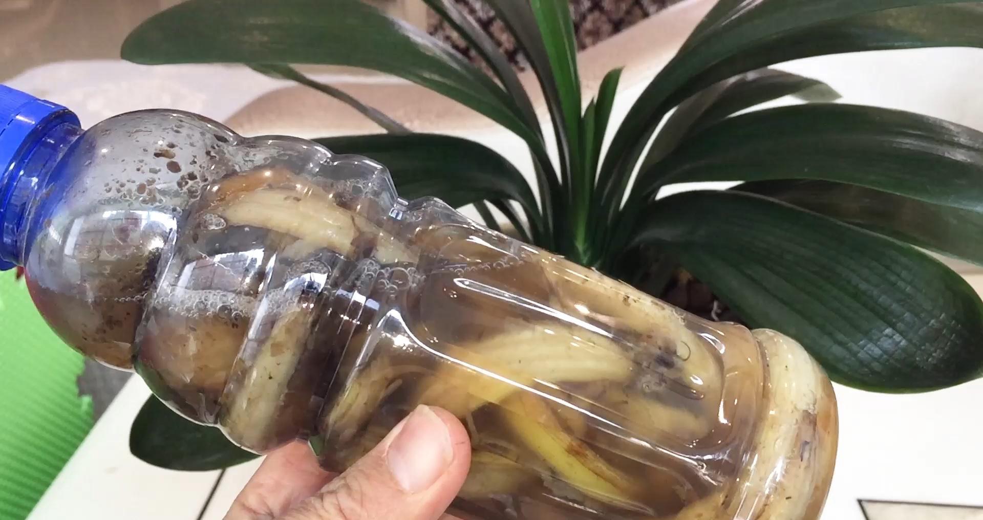 浇水|家养君子兰最简单的配土、施肥方法,不会烂根、好养