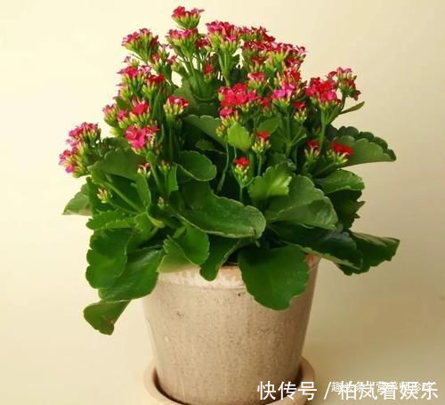 花开很漂亮,人称“长寿花”,既是盆栽,也是药,止血效果特别好