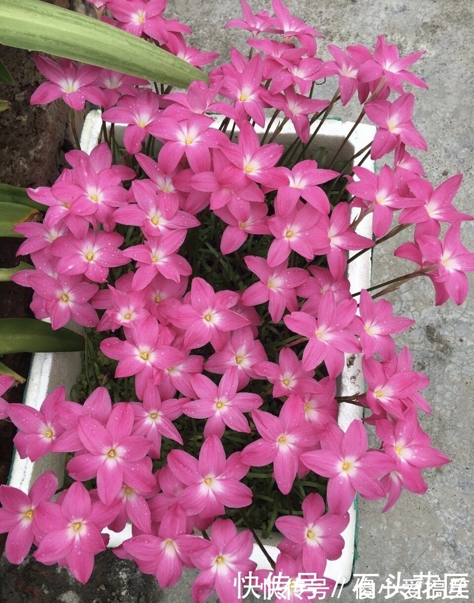 花友评选出6种“良心”好花,价格不高、花朵都是“高颜值”