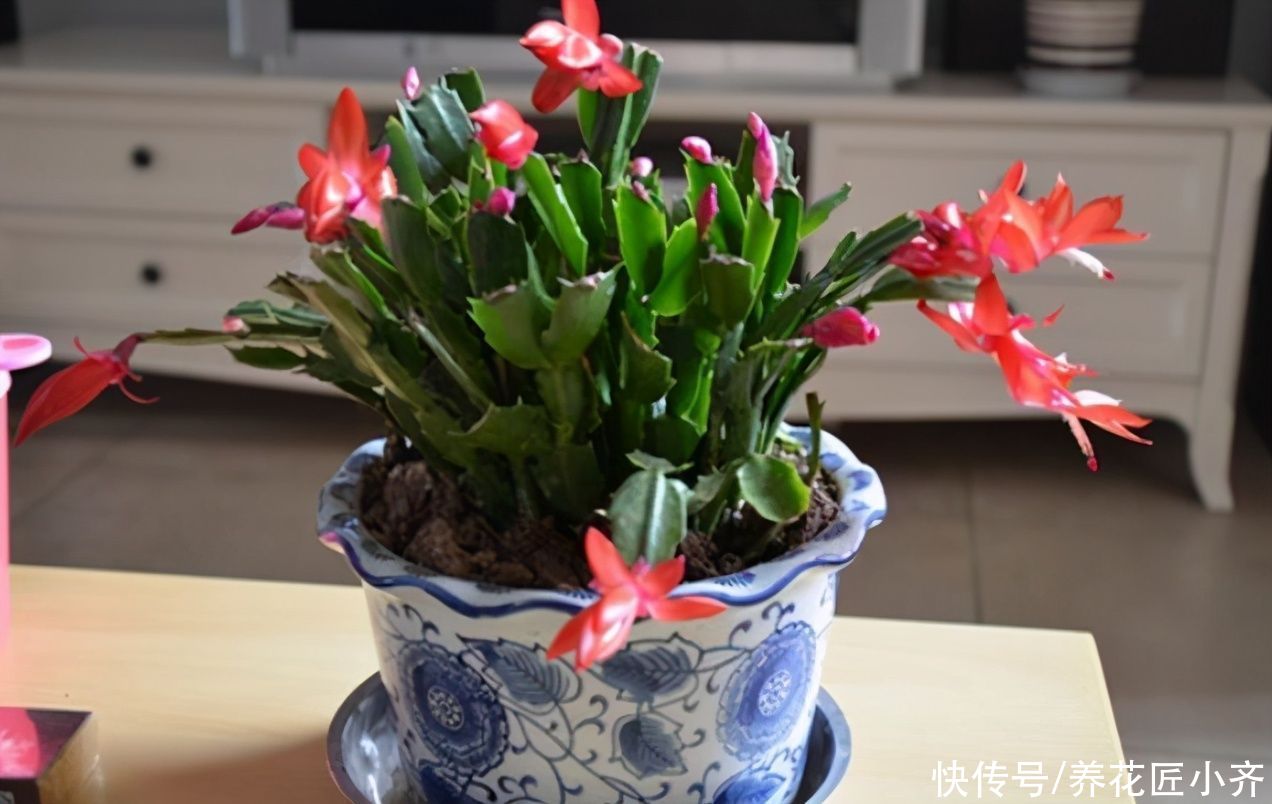 春天5种花，水一大就烂根，干透了再浇，懒人才能养好