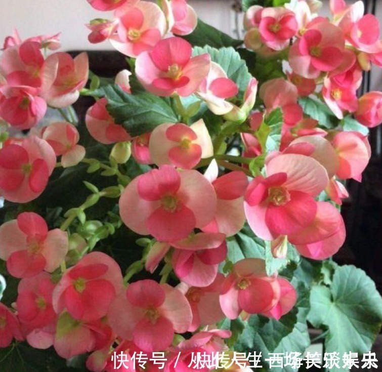 种花|3种花深受花友的喜欢，开花爆盆很简单，一次开花300朵