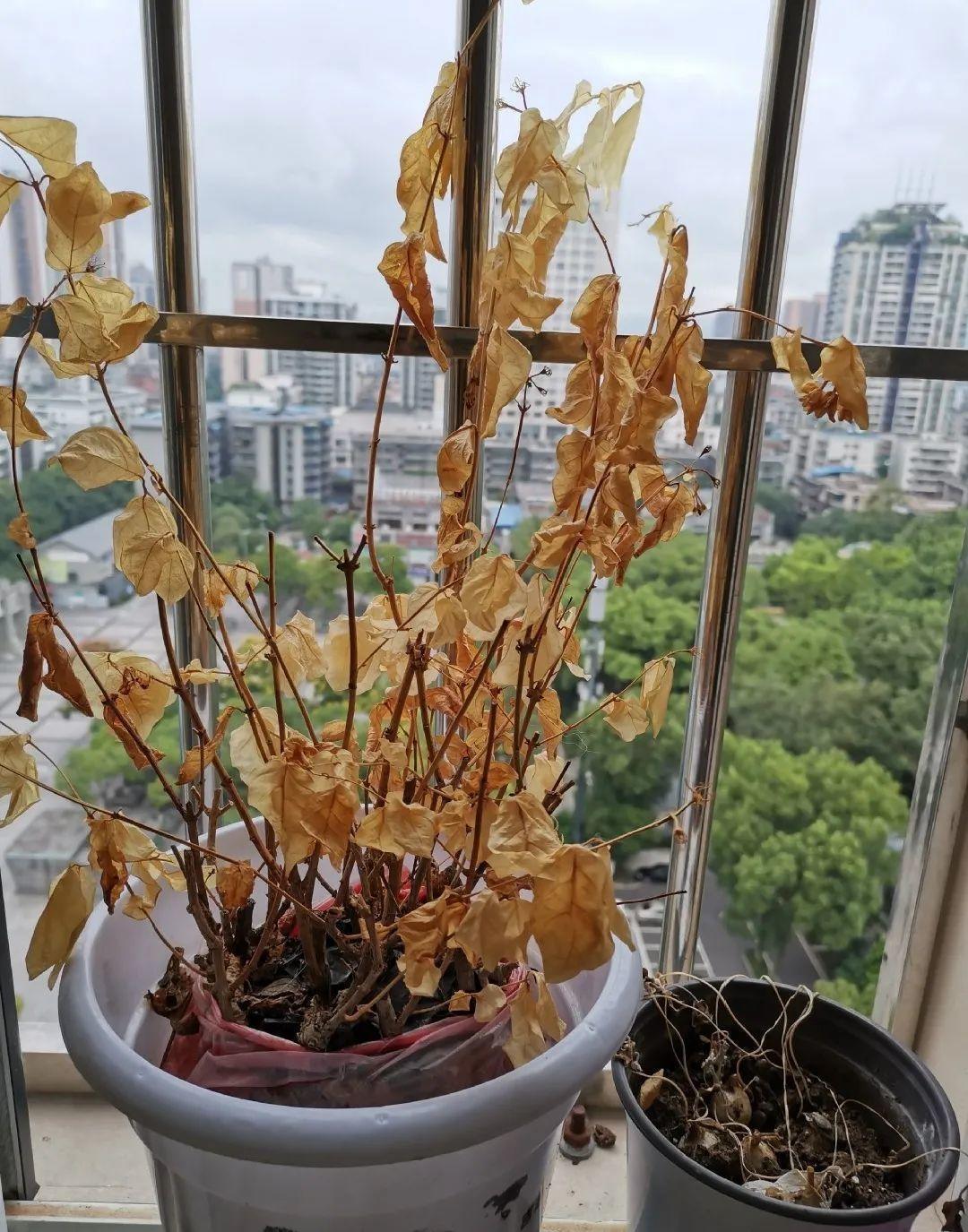 3个月后才回家，家里的花疯了，墙缝、房顶都爬满！