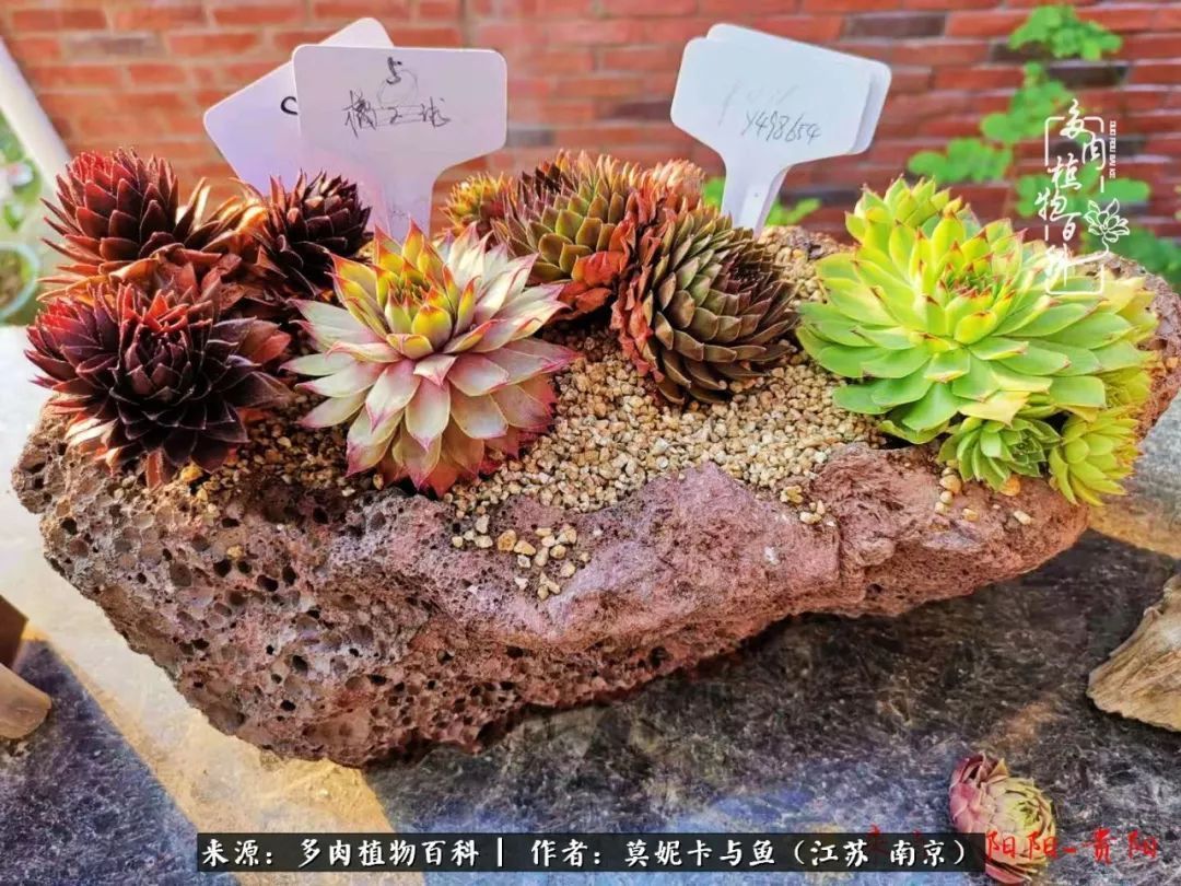 这多肉拼盘这么仙!如何制作达人手把手教你制作长生草拼盘!