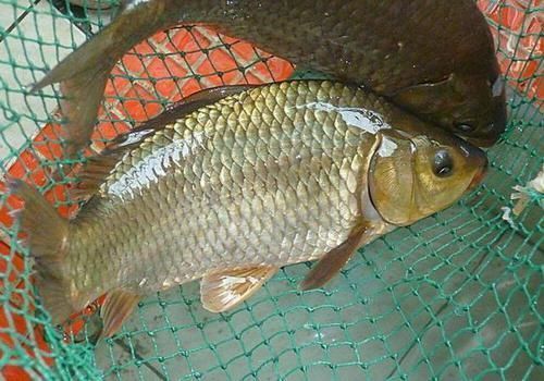 玉米钓大物,几个使用小技巧,值得一看!