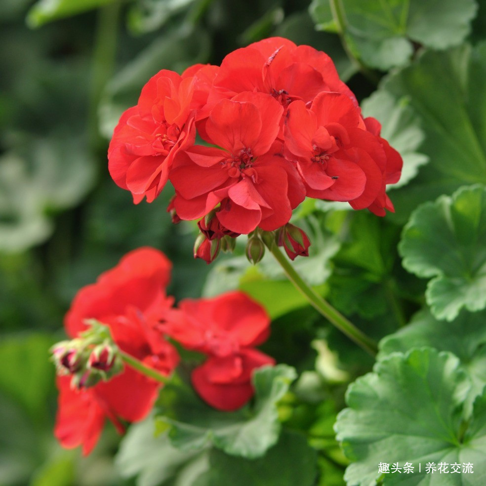 枝条|夏天容易养烂根的天竺葵,在秋天特好养,剪几段枝条插土里就生根