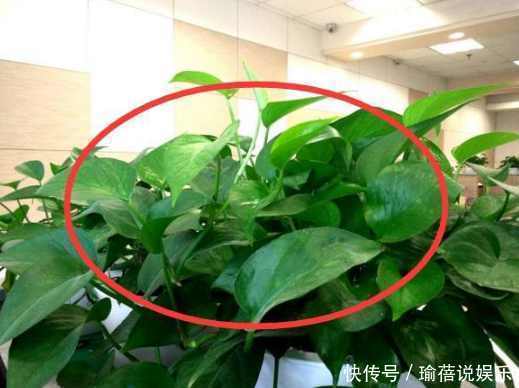 家里再穷也要养这3种花,不仅能净化空气,还