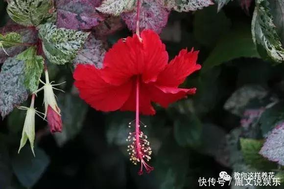 种花|1种花一开就是300多天，好养又漂亮，新手懒人都能养！