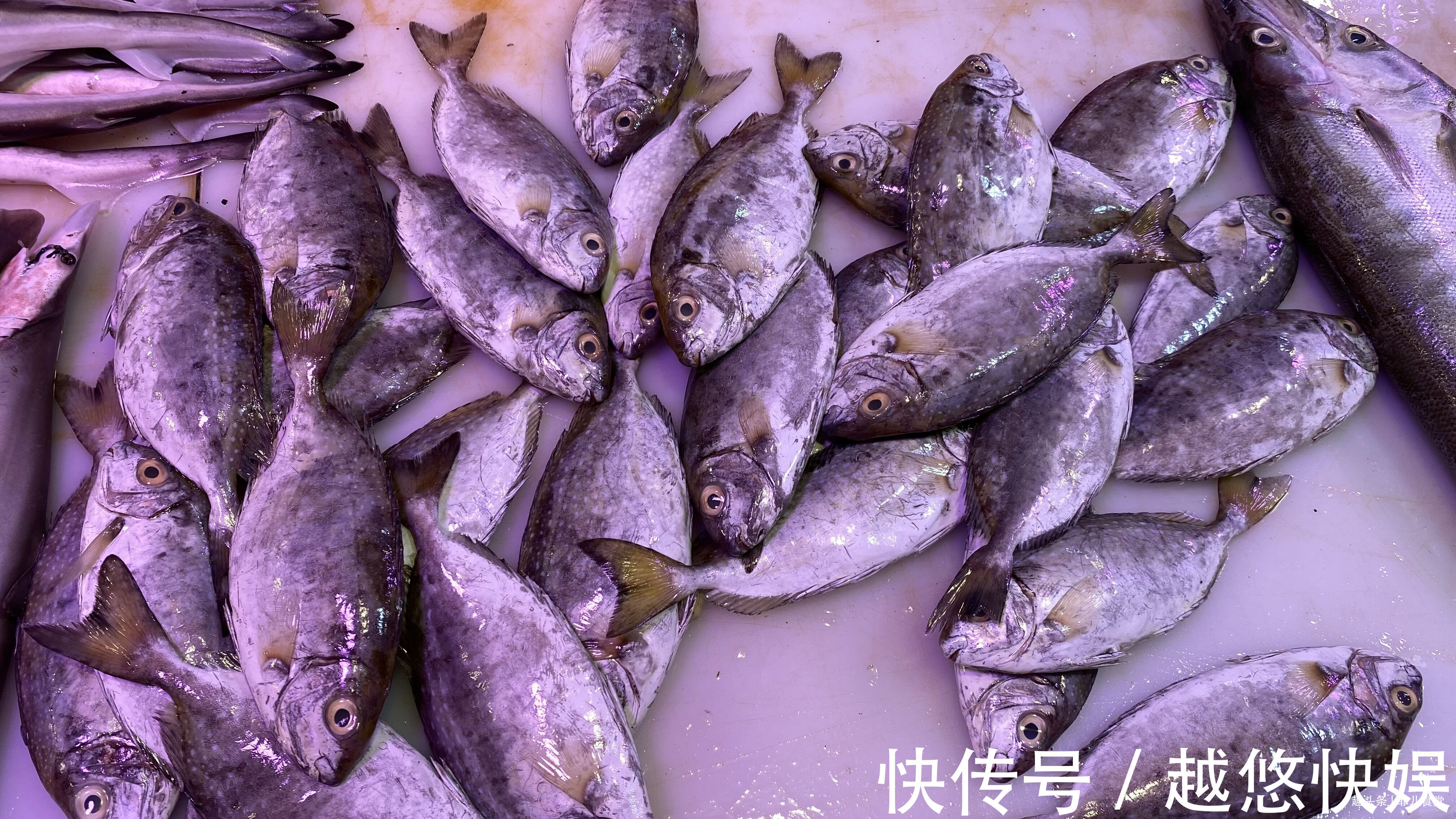 黄鱼|海鲜市场这5种鱼,别看不起眼,都是纯海鱼,营养价值高,别不懂