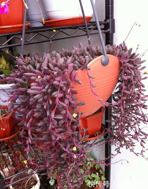 吊兰|3种多肉能养成“吊兰”，随便扔盆里“生根、发芽”，轻松爆盆