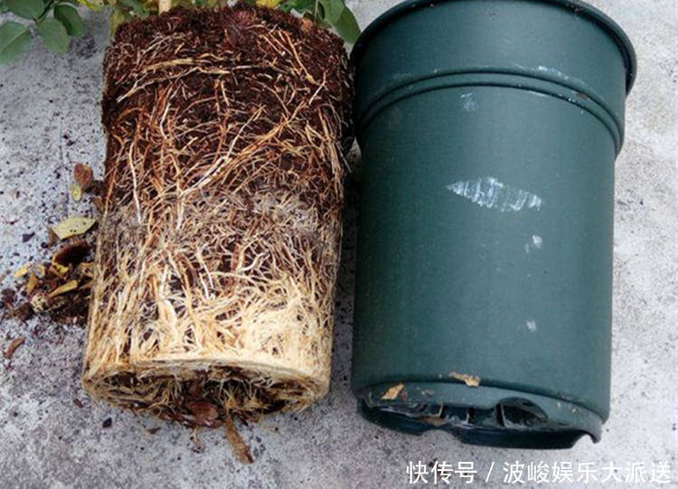 花盆|栀子花养不好可能不是你的问题，挖开花盆看“这里”，你就明白