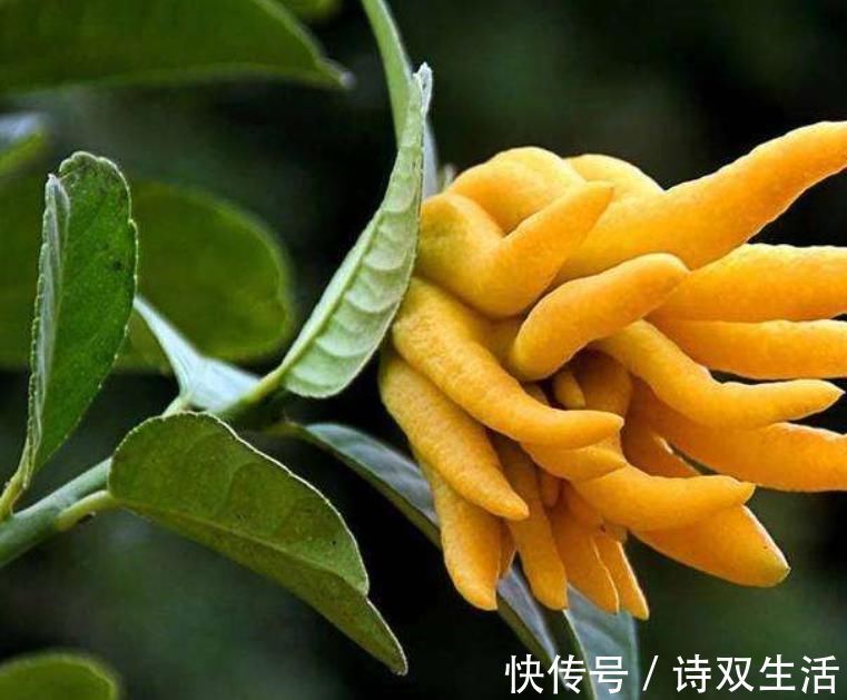 养护|适合卧室养的6种花，好看又实用，养起来也很简单