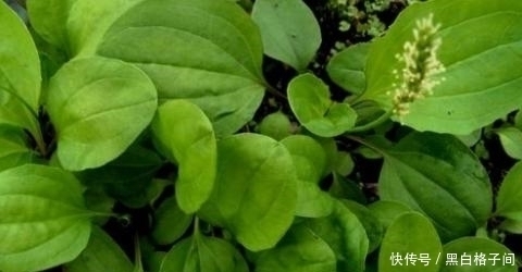 艾叶|女生大姨妈走后，可常吃两种食物，能让你远离妇科炎症的烦恼！