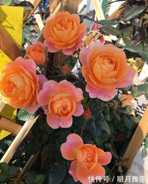阳台|阳台上就养这款月季,非常“抗造”,花大色艳,开花一茬接着一茬