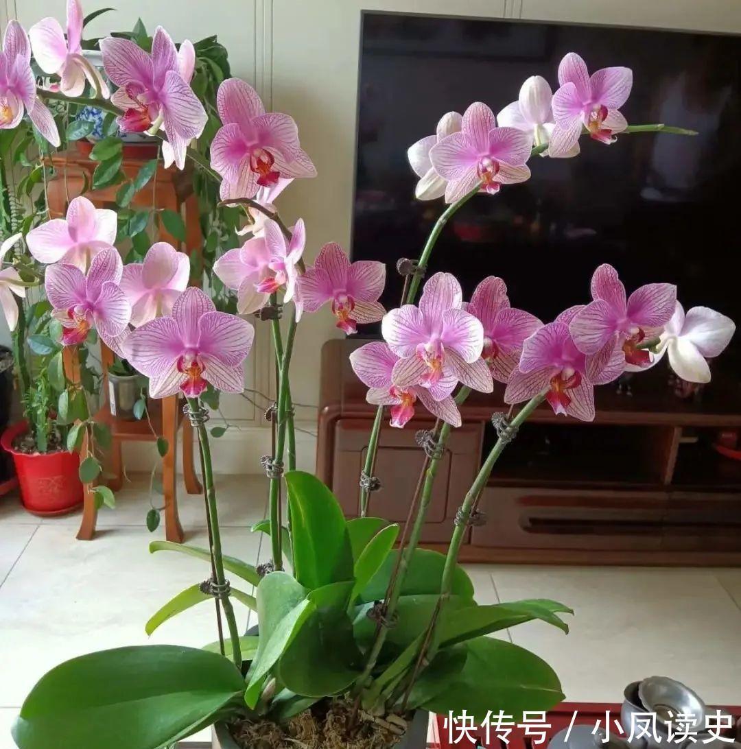 6种“富贵花”天生怕晒,客厅没光照,照样开满花,吉利旺家