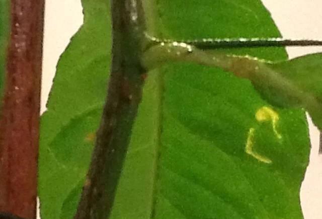 般的|室内盆栽绿植的叶片上有露珠般的东西,摸起来黏黏的,啥情况