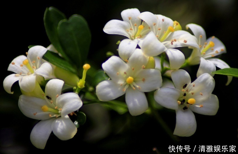 绿萝|家养3种“香水花”,花香四溢,比绿萝更好养,比茉莉更芳香