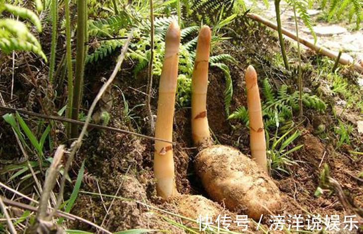 眩晕|“定风草”对眩晕、头痛缓解效果好，一看方子就明白了