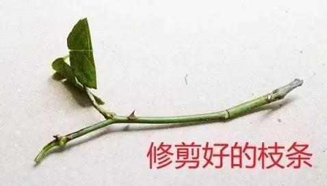 植物|快死的花卉这样做,能轻松起死回生!