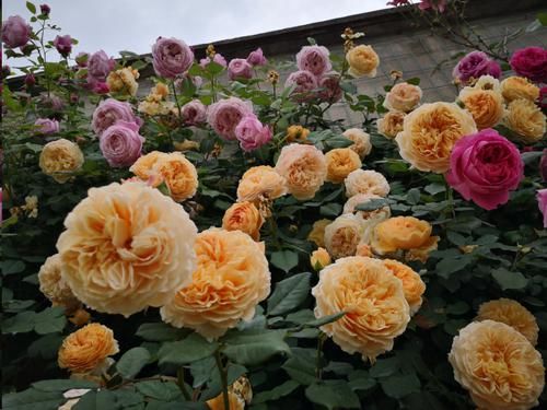 修剪|3种漂亮花，开完花快剪，浇一次肥，营养足，花开一茬接一茬