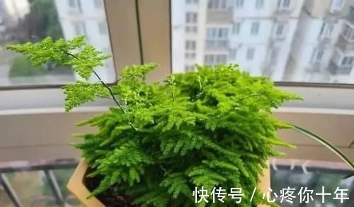 叶子|文竹叶片发黄,从这4点改善,叶子碧绿,气质更好!