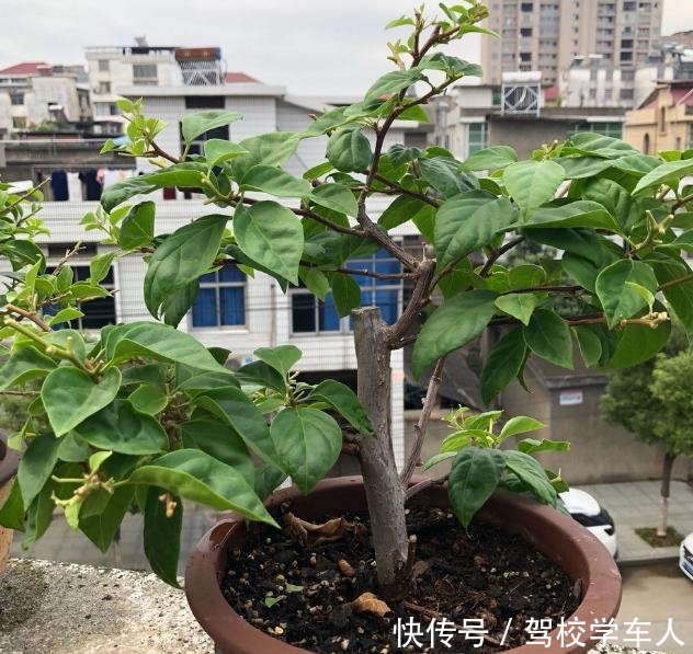 气温突降,养茉莉花、三角梅、仙人球,要狠心“剃光头”!