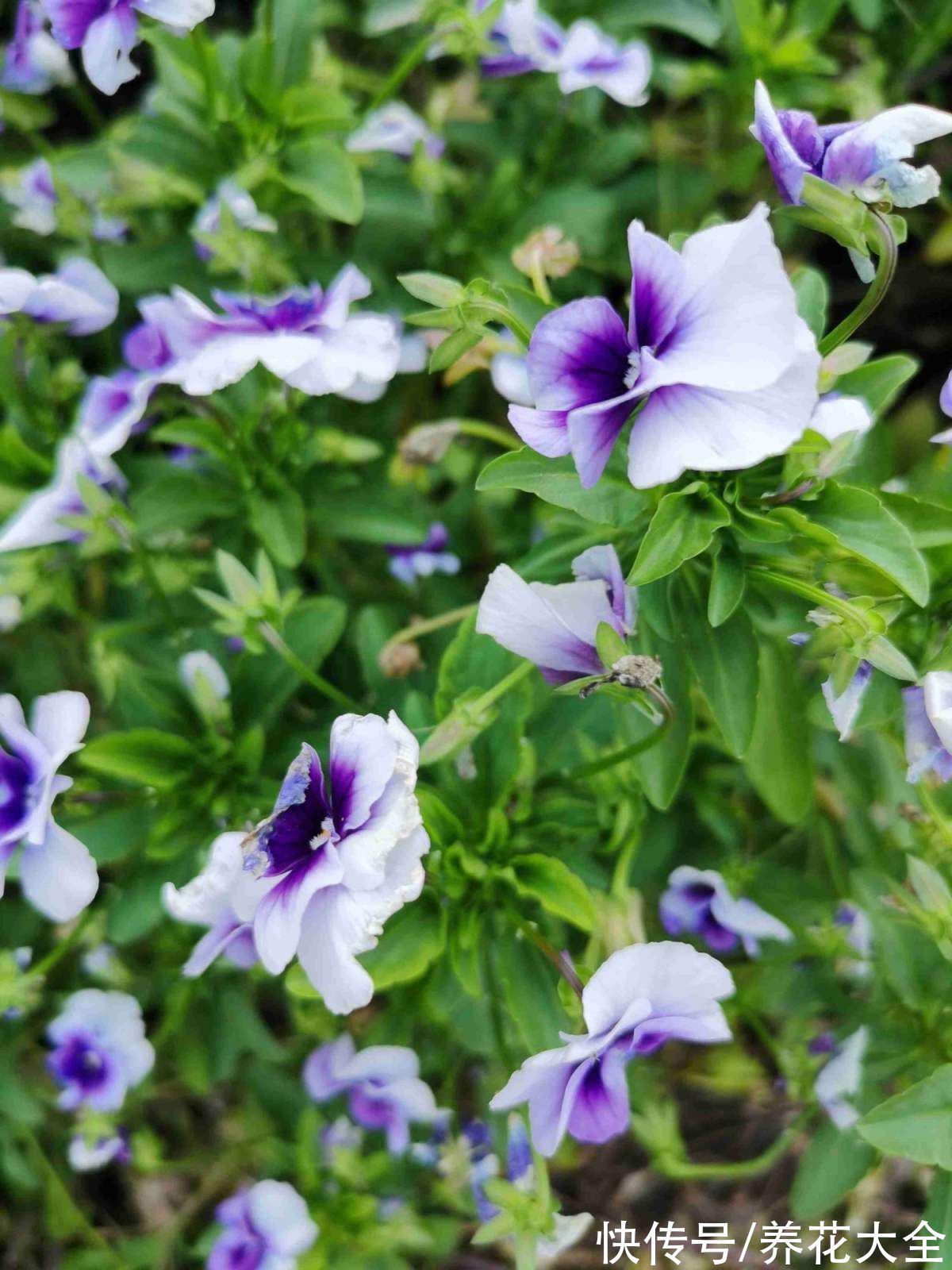 图鉴|100种常见花图鉴，图文并茂非常详细，收藏起来慢慢看