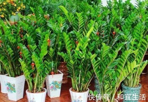 家里养这几款植物,娇小不占地,财源滚滚来,懂花的人都在养
