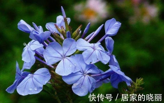 农历|农历7月20号起,最适合养这些花,花朵大花期长,开花幽香暗淡