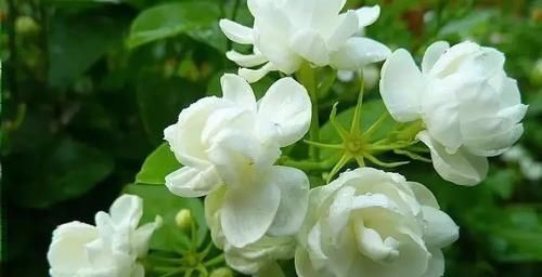 最厉害的养花营养液：给花喝一勺，根壮叶子绿得发亮