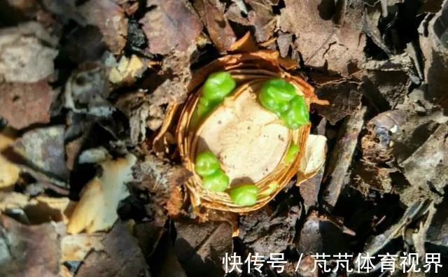 花友|养君子兰虎尾兰,扒点土反而疯长,1个月蹿出10个芽