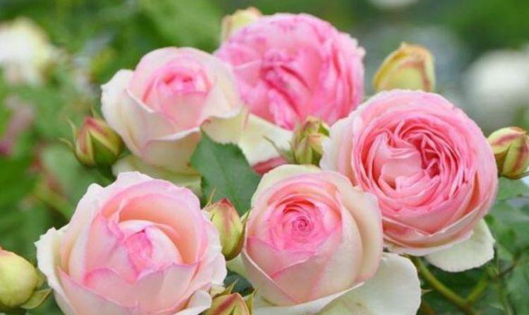 漂亮|4种最漂亮的花,春天必须来一盆,个个开花大、颜值高!