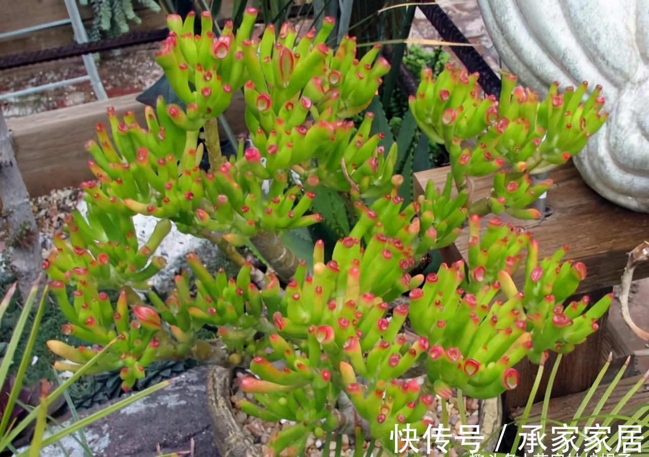干土|给多肉植物上盆,牢记这5个方面,服盆快,后期也好养一些