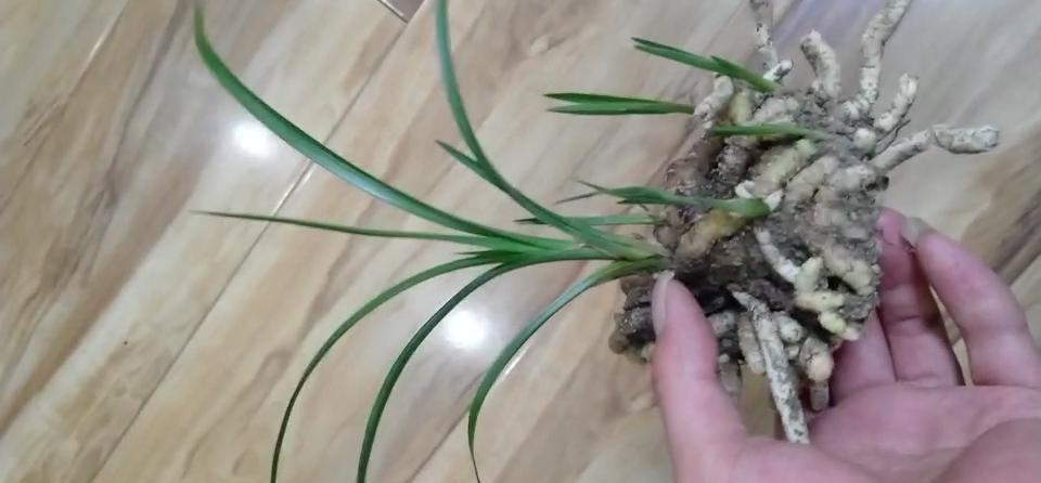 兰花|兰花龙根苗是个什么鬼为什么那么多人想谋一棵龙根,其实不稀奇