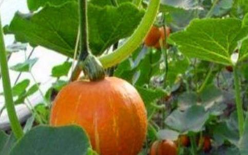 中年|每天要坚持吃的食物,清热去火,延缓衰老,好吃又不贵