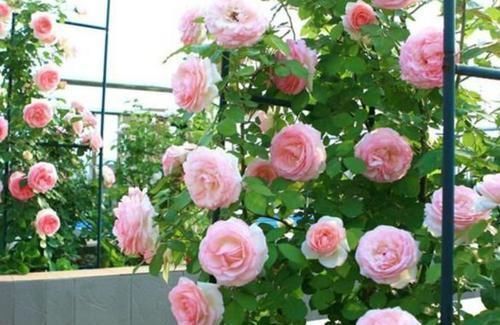 花朵|4种花美的出奇，开起花来“拦”不住，美不胜收，你养了吗